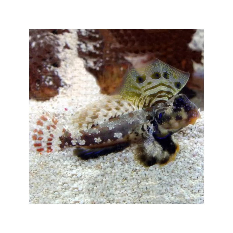 Synchiropus Ocellatus