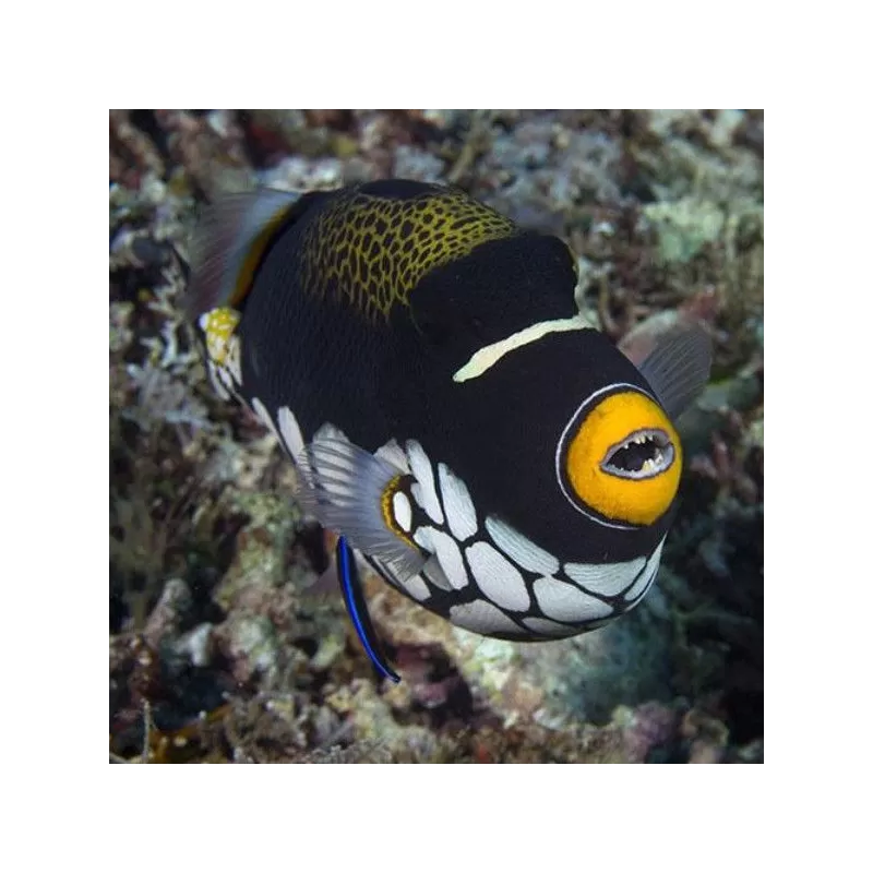 balistoides conspicilum L 15 20 cm