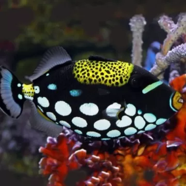 Balistoides conspicilum S 6 10cm