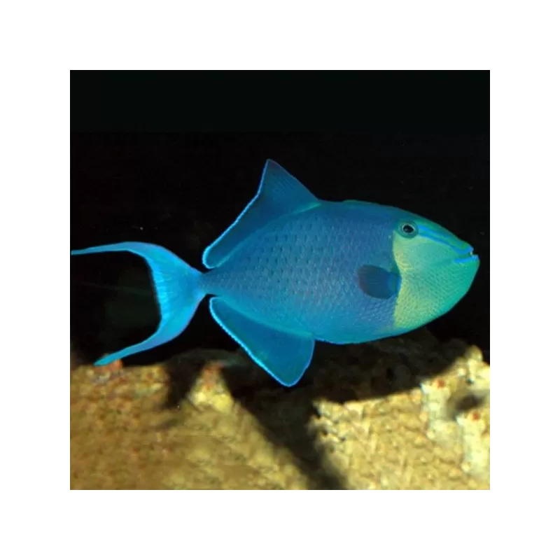 Odonus Niger M 5 8 cm