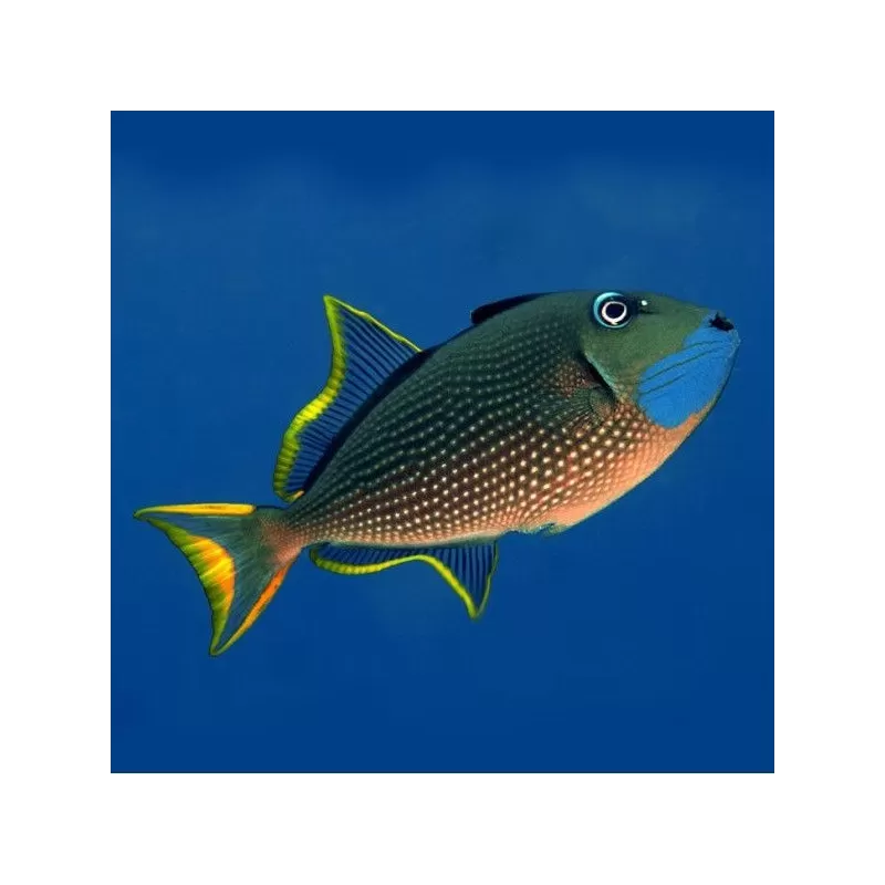 xanthichthys auromarginatus S M