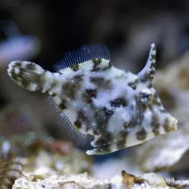 areichthys tomentosus S 5cm
