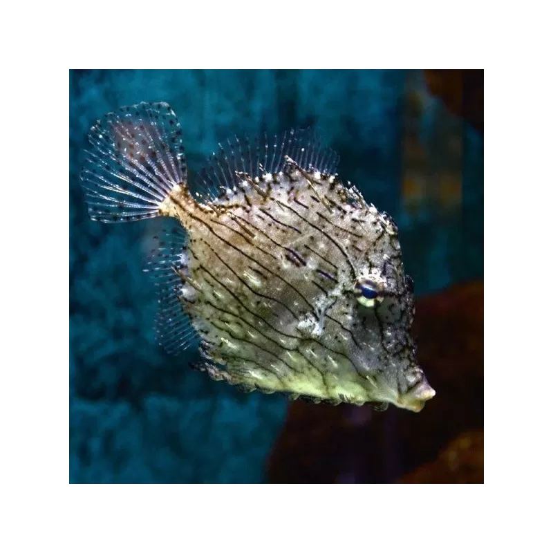 chaetodermis pencilligerus L 7 10cm