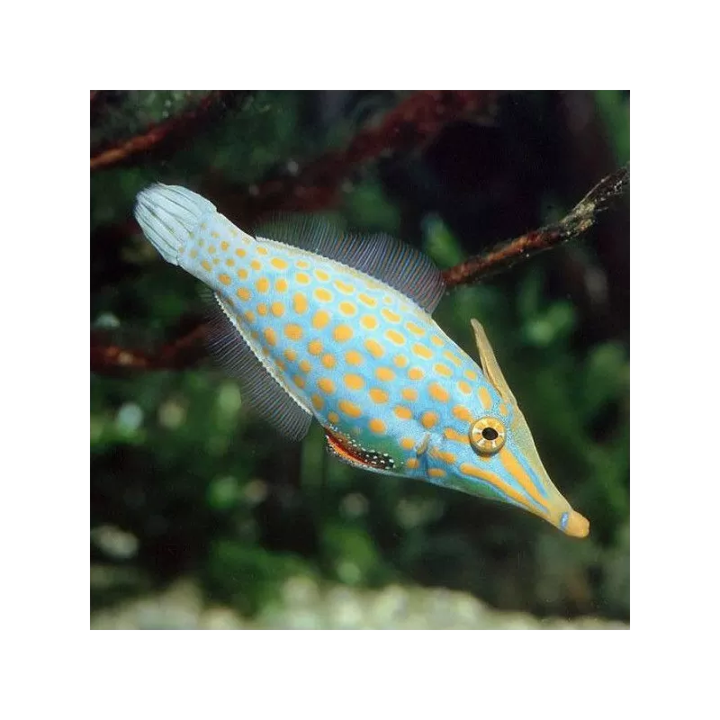 oxymonacanthus longirostris M 5 8cm