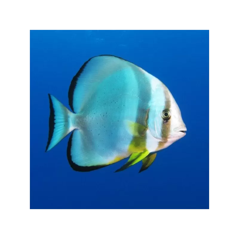 Platax orbicularis - Ronde vleermuisvis