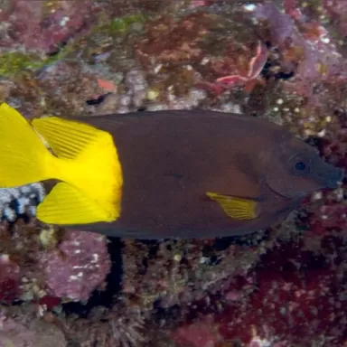Siganus uspi Fiji M