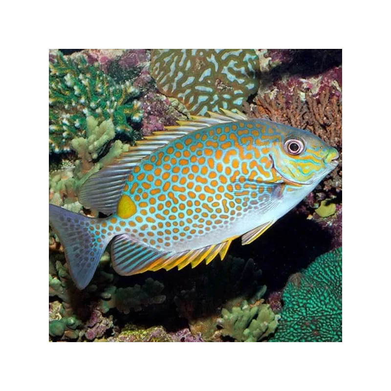 Siganus Guttatus M