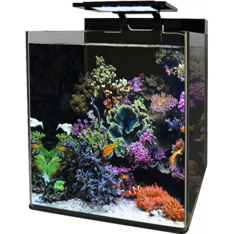 Blue marine reef 60 aquarium