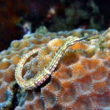 corythoichthys intestinalis