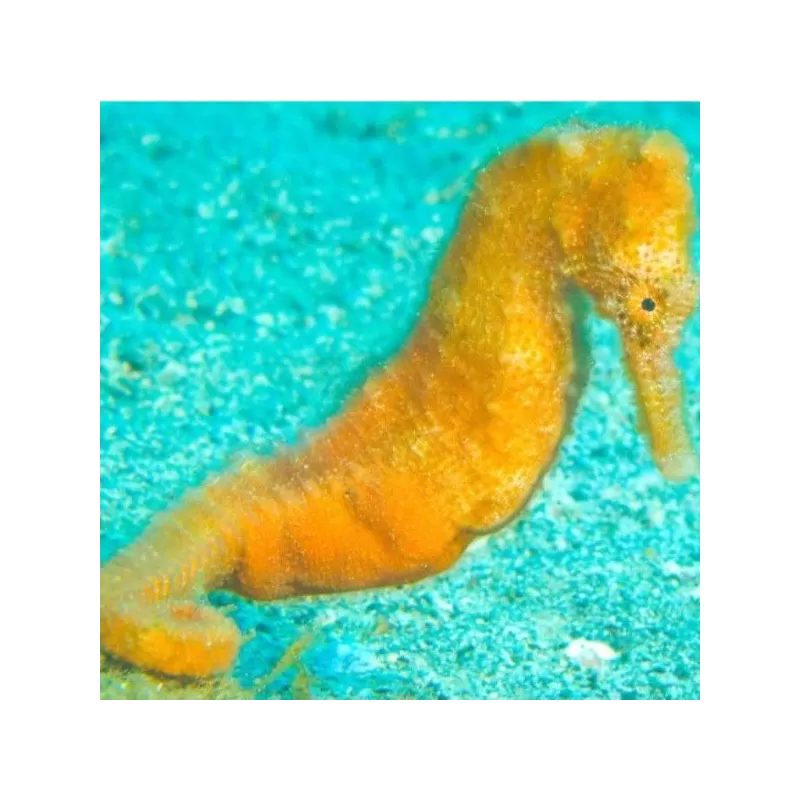 hippocampus reidi yellow M L