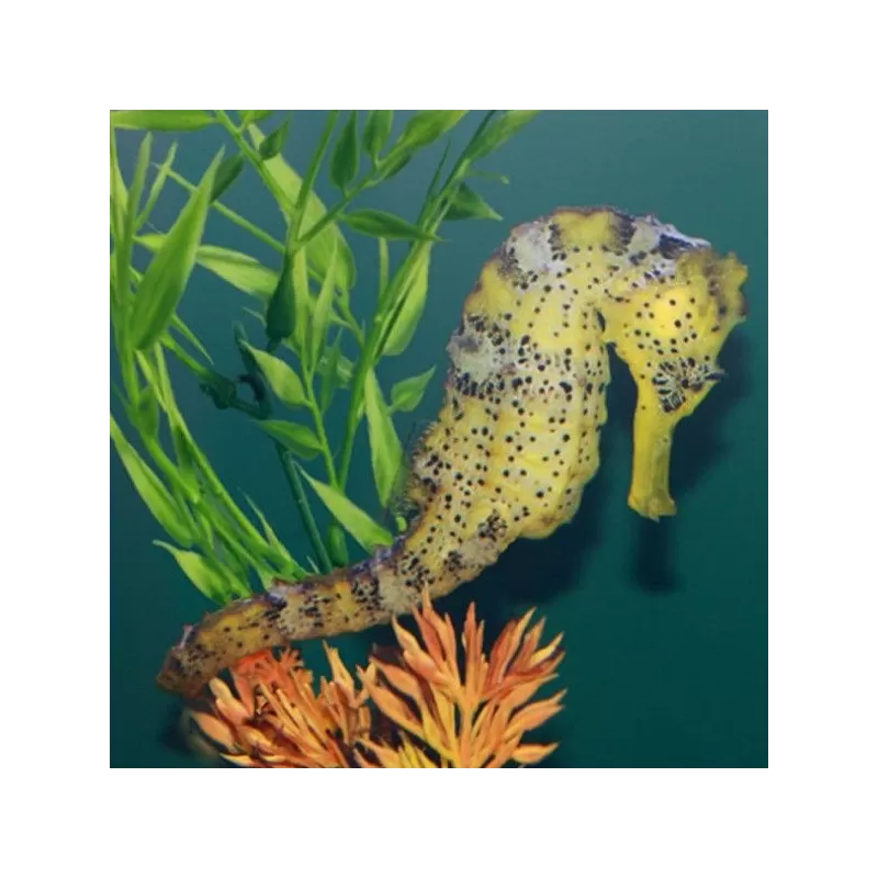 hippocampus reidi yellow M L