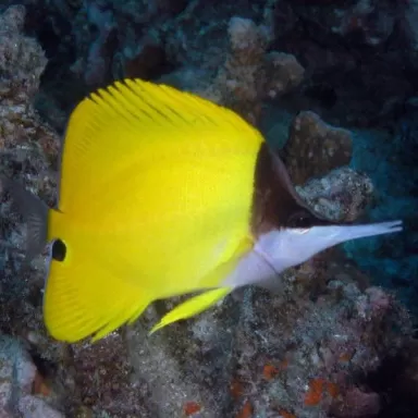 Forcipiger Flavissimus M