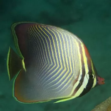 Chaetodon baronessa