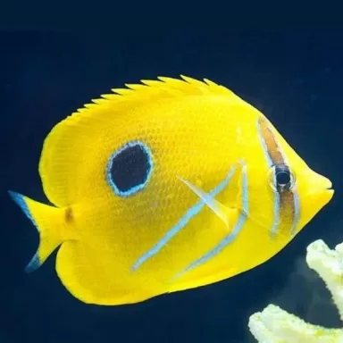 Coral And Fishstore - Chaetodon Bennetti - Eclipse-Falterfisch
