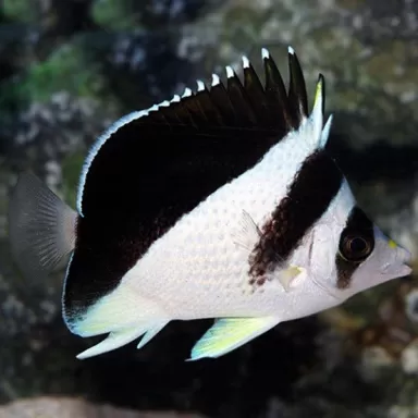 Chaetodon Burgessi
