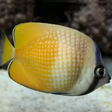 Chaetodon Kleini M