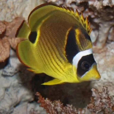 chaetodon lunula M