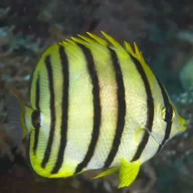 Chaetodon Octofasciatus