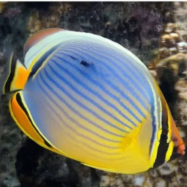 Chaetodon trifasciatus