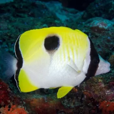 chaetodon unimaculatus