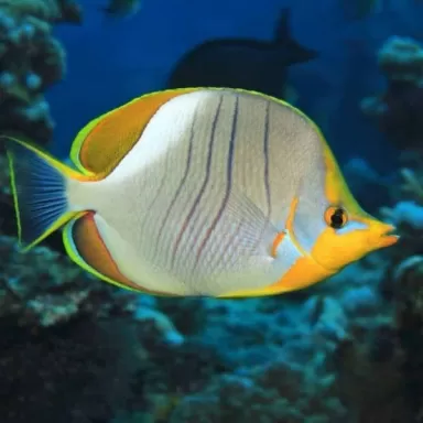 Chaetodon Xanthocephalus S