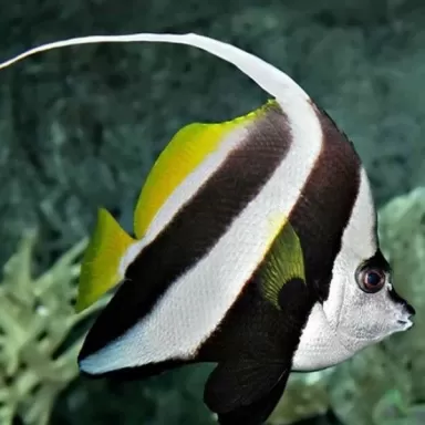 heniochus acuminatus L