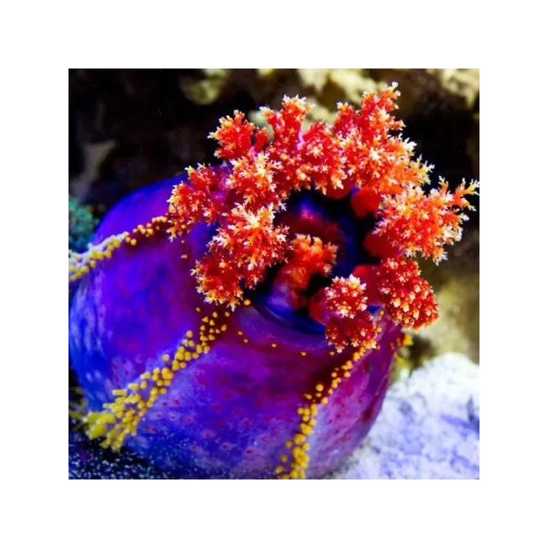  Pseudocolochirus Violaceus 