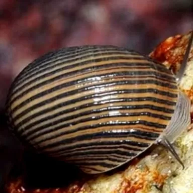 Nerita sp