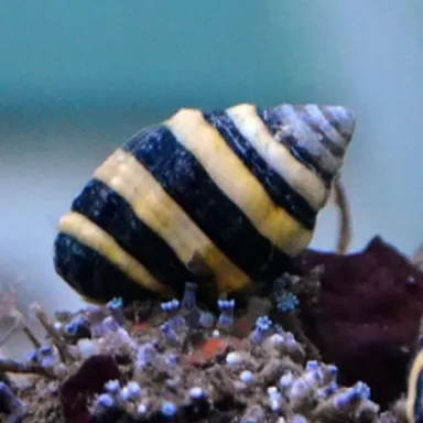 Pusiostoma (Engina) Mendicaria