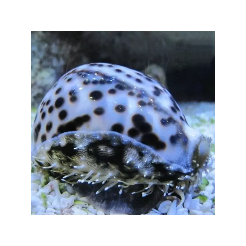 Cypraea sp Large
