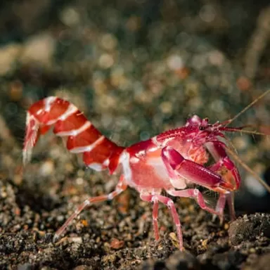 Alpheus Red (symbiose)