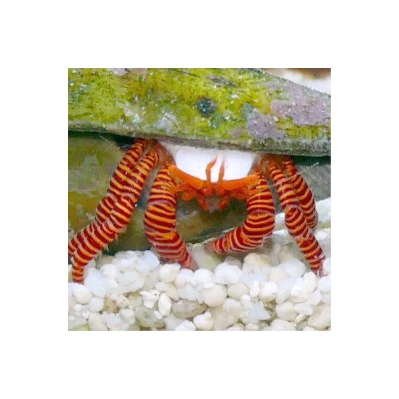 Ciliopagurus Strigatus