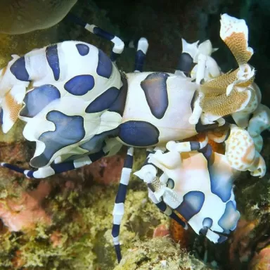 Hymenocera Elegans/picta