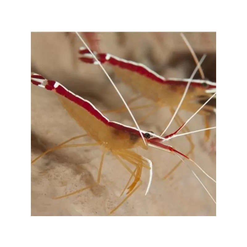 Lysmata Amboinensis Putzergarnele Putzergarnele