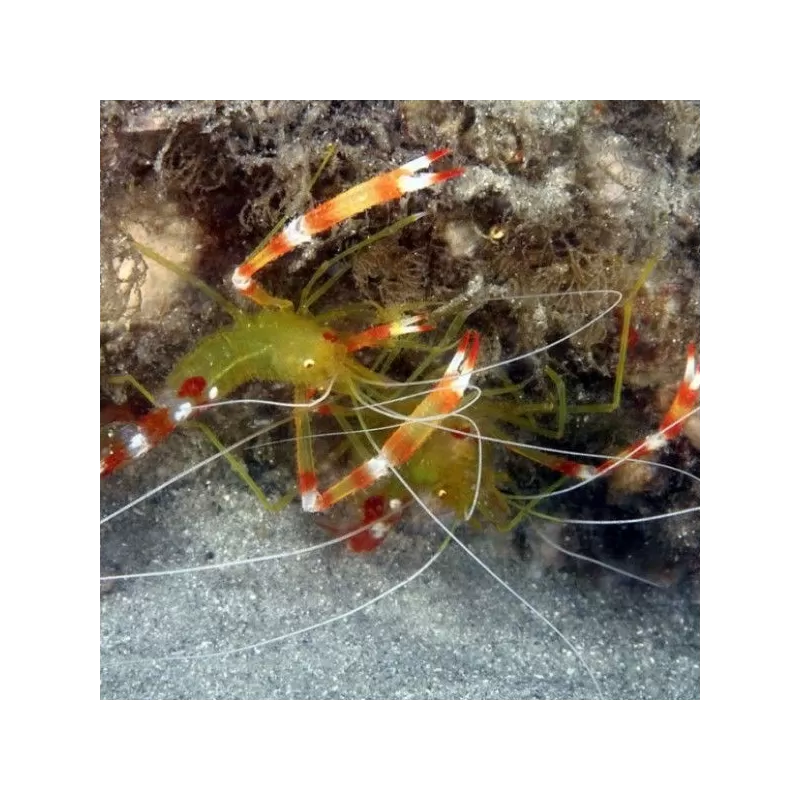 Stenopus Cyanocelis / Scuttelatus