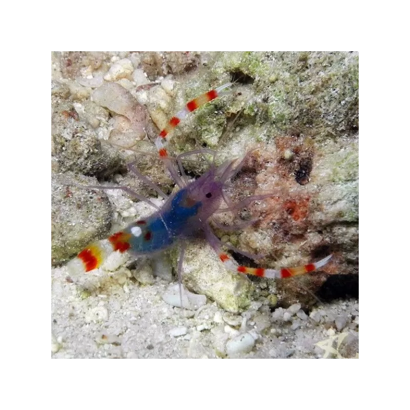 Stenopus Tenuirostris