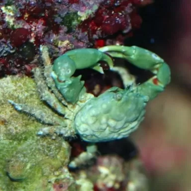 Mithrax sculptus sp.