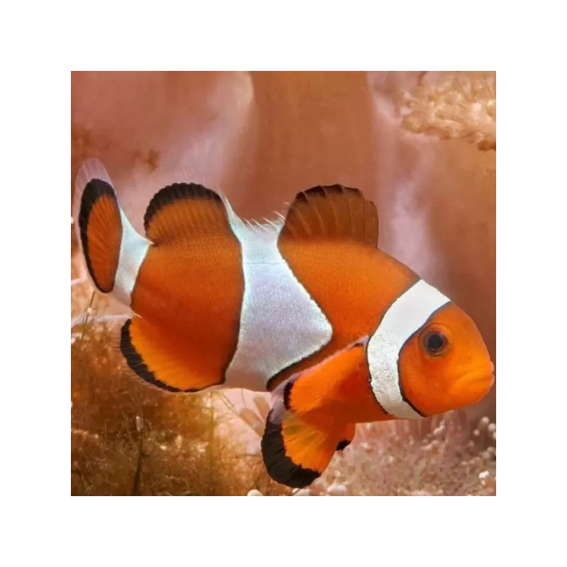Amphiprion Occelaris L