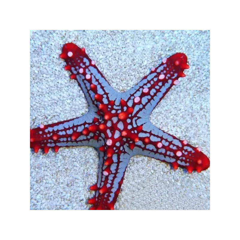 Protoreaster Linckii