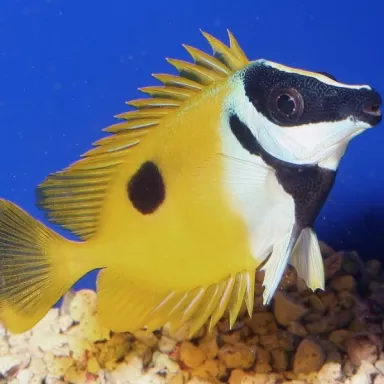 Siganus Unimaculatus (M)