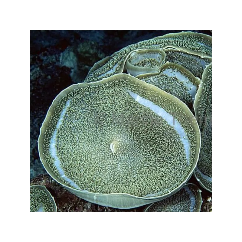 Amplexidiscus Fenestrafer XL size