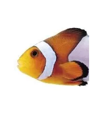 Clownfisch