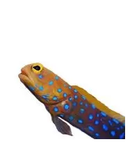 Gobies en aanverwanten