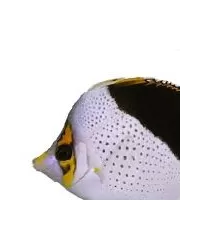 Schmetterlings- und Pinzettenfische