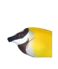 Fuchs- und Hasenköpfe