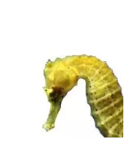 Zeepaarden en zeenaalden