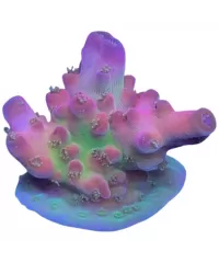 Koralen stekjes (Frags)