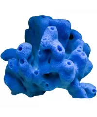 Schwämme & Seescheiden