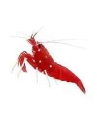 Garnelen & Krebstiere