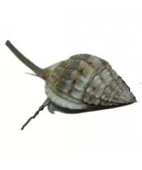 Schnecken & Seegurken